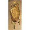 Image 2 : Northern Plains Beaded Turtle Fetish
