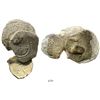 Image 1 : Partially encrusted clump of 3 cobs (two 8R and one 4R) plus a pebble.