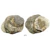 Image 1 : Partially encrusted clump of 3 cobs (one 8R and two 4R).