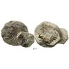 Image 1 : Partially encrusted clump of 3 cobs (one 8R and two 4R).