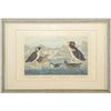 Image 1 : JOHN JAMES AUDUBON (American, 1785-1851) FOUR ALCIDS: BLACK-THROATED GUILLEMOT, NOBBED-BILLED AUK, C