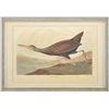 Image 1 : JOHN JAMES AUDUBON (American, 1785-1851) SCOLOPACEUS COURLAN, PLATE CCCLXXVII