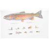 Image 1 : Large color print by wildlife artist Mike  Stidham of a Rainbow Trout and ten hand-tied  fishing fly