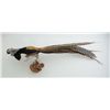 Image 1 : Lady Amhurst Pheasant mount on wood base for  wall hanging in very good condition.  Est.:   $75-$150