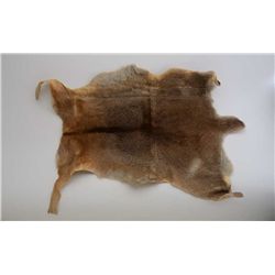 Section of deer skin approx. 2-1/2’ x 1-1/2’.   Est.:  $25-$50.