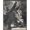 Image 2 : Lot of 5 great decorators including a framed  and matted photo of a Humpback Whale off the  coast of