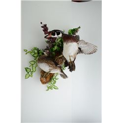 Pair of duck mounts on wood base for wall  display in very good condition; beautiful  action.  Est.: