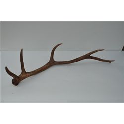 Misc. lot including elk and moose horns, a  jackalope mount, a deer deer skull mount and  misc. old 