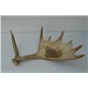Image 3 : Misc. lot including elk and moose horns, a  jackalope mount, a deer deer skull mount and  misc. old 
