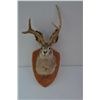 Image 4 : Misc. lot including elk and moose horns, a  jackalope mount, a deer deer skull mount and  misc. old 