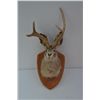Image 5 : Misc. lot including elk and moose horns, a  jackalope mount, a deer deer skull mount and  misc. old 