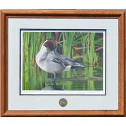 Framed and matted print by Richard Kirkman  entitled “Preening Pintail”, hand signed with  a Califor