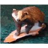 A stuffed badger mounted on tree slice...
