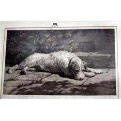 Herbert Dicksee; a framed and glazed print of a sleeping dog, signed in pencil,...