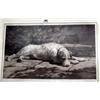 Image 1 : Herbert Dicksee; a framed and glazed print of a sleeping dog, signed in pencil,...