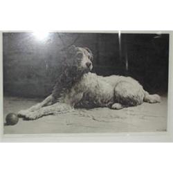 Herbert Dicksee; a framed and glazed print of a dog with a ball, signed in...