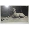 Image 1 : Herbert Dicksee; a framed and glazed print of a dog with a ball, signed in...