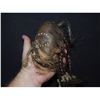 Image 3 : PIRATES OF THE CARIBBEAN DEAD MAN'S CHEST SCREEN USED SHRUNKEN HEAD 1 FROM CANNIBAL ISLAND