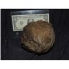 Image 1 : CRITTERS 2 SCREEN USED BLOODY BABY HERO HARD CRITE BALL 3