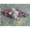 Image 2 : PIRATES OF THE CARIBBEAN DEAD MAN'S CHEST SCREEN USED BLOODY PIRATE CORPSE WITH LEGS