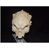 Image 1 : ALIEN CREATURE DEMON MONSTER SKULL FROM UNKNOWN PRODUCTION