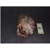 Image 2 : SEVERED ZOMBIE HEAD FROM UNKNOWN PRODUCTION
