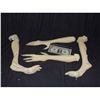 Image 1 : LOT OF ALIEN CREATURE ARMS AND LEGS