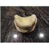 Image 3 : BLADE 2 SCREEN USED HERO VAMPIRE FANGS WESLEY SNIPES