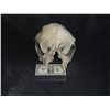Image 1 : ALIEN CREATURE DEMON MONSTER SKULL FROM UNKNOWN PRODUCTION