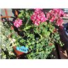 Image 1 : Wooden barrel style outdoor planter with live