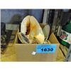Image 1 : Box of assorted seashells