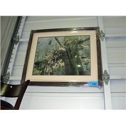 Framed Print by Colin Bogle