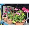Image 1 : Lot of 5 hanging flower baskets with live flowers