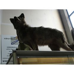 Professional taxidermied coyote mount
