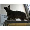 Image 1 : Professional taxidermied coyote mount