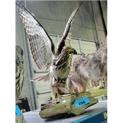 Professional taxidermied hawk  mount
