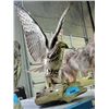 Image 1 : Professional taxidermied hawk  mount