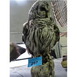 Professional taxidermied owl mount