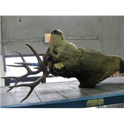 Professional taxidermied deer head mount