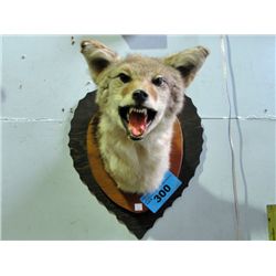 Professionally taxidermied coyote head mount