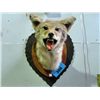 Image 1 : Professionally taxidermied coyote head mount