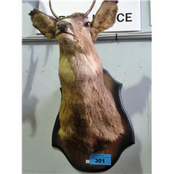 Professionally taxidermied deer  headmount