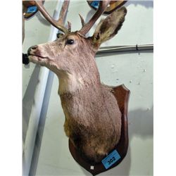 Professionally taxidermied deer head mount