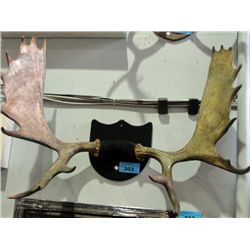 Moose antler wall mount