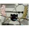 Image 1 : Moose antler wall mount