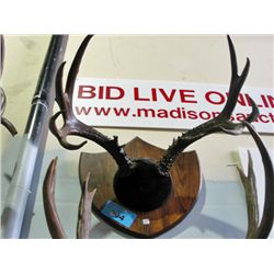 Deer antler wall mount