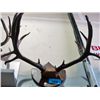 Image 1 : Deer antler wall mount