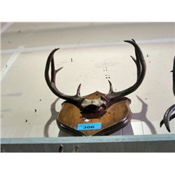 Deer antler wall mount