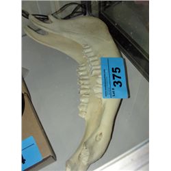 2pc bleached horse jaw set