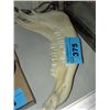 Image 1 : 2pc bleached horse jaw set